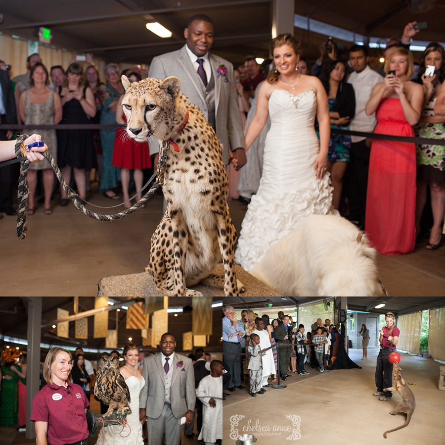 Adriana + Temitayo | San Diego Zoo Safari Park Wedding | Chelsea Anne